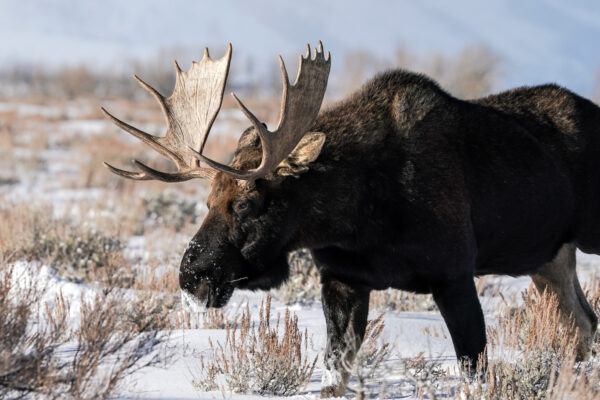 A moose with large antlers in the snow.